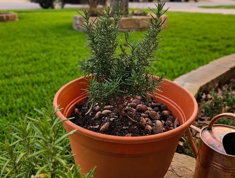 Place In Full Sun But Avoid Reflected Heat