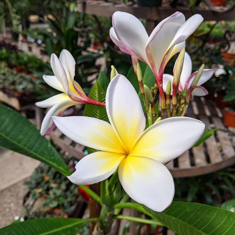 Full Sun Supports Strong Growth And Flowering