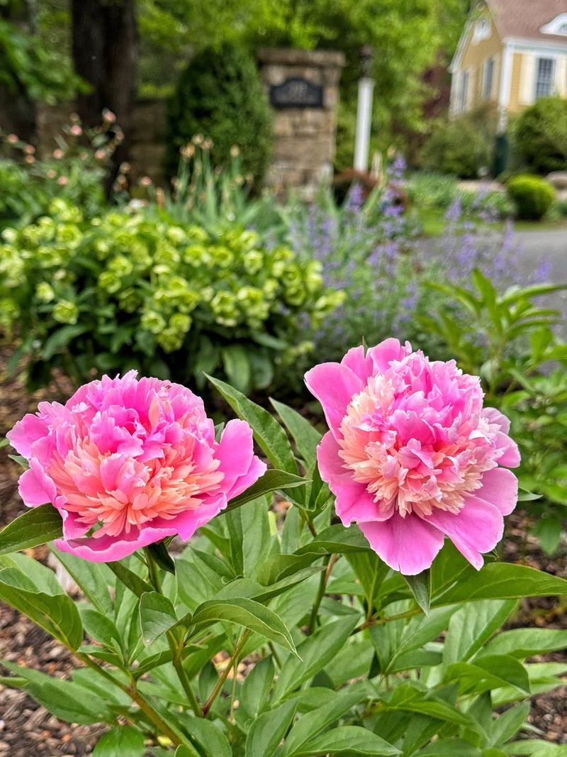 Replant Shallow If Blooming Is Weak Or Missing