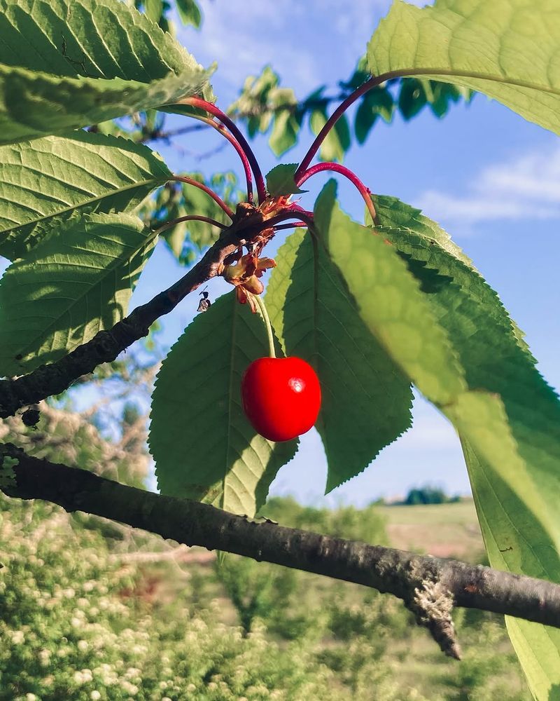 Full Sun And Good Drainage Are Essential