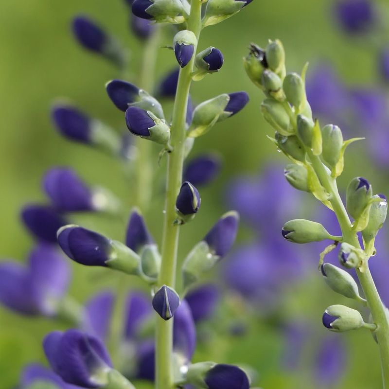 Grow Blue Wild Indigo Where Roots Need Muscle
