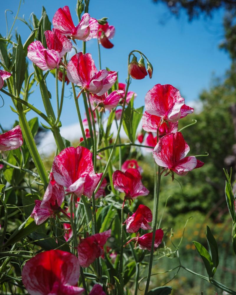 Fill Empty Spots With Fast-Growing Spring Flowers