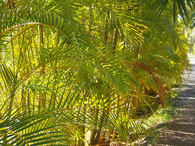 Skip Areca Palm If You Want A Low-Water Landscape