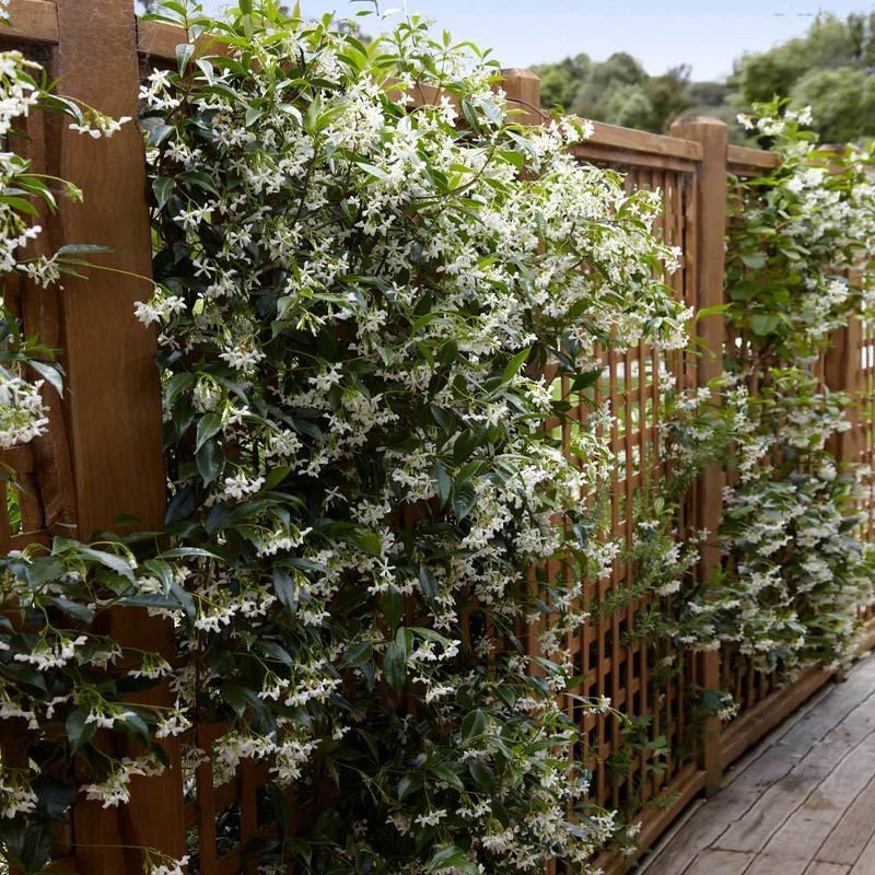 Train Vines On Trellises Or Fences For A Softer Look