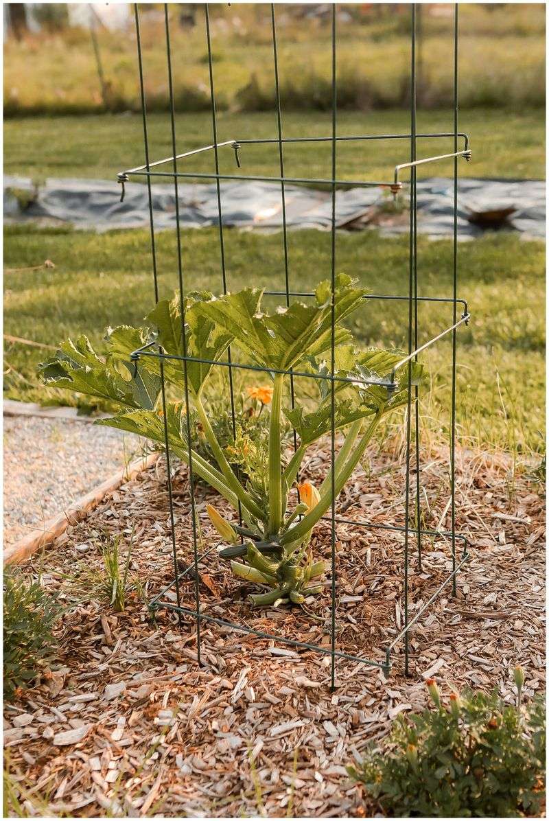 Install Strong Vertical Support From Planting Stage