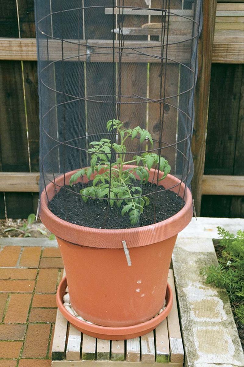 Start With Transplants When The Season Is Short
