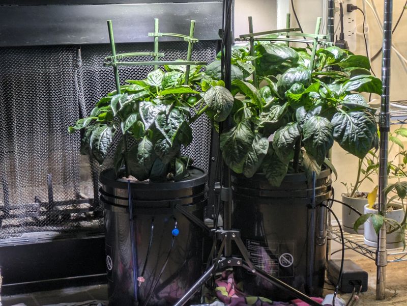 Give Six To Eight Hours Of Strong Light