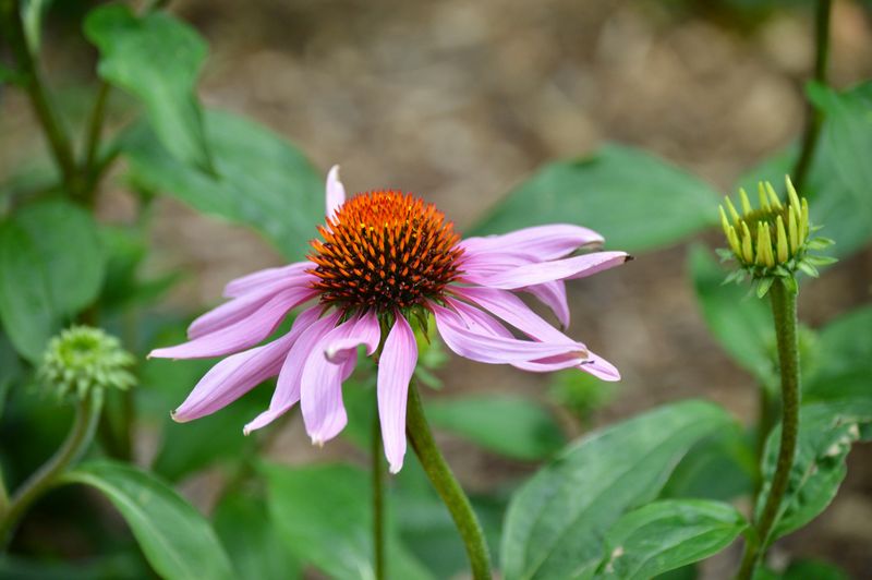 Plant Purple Coneflower For Patio Blooms With Staying Power