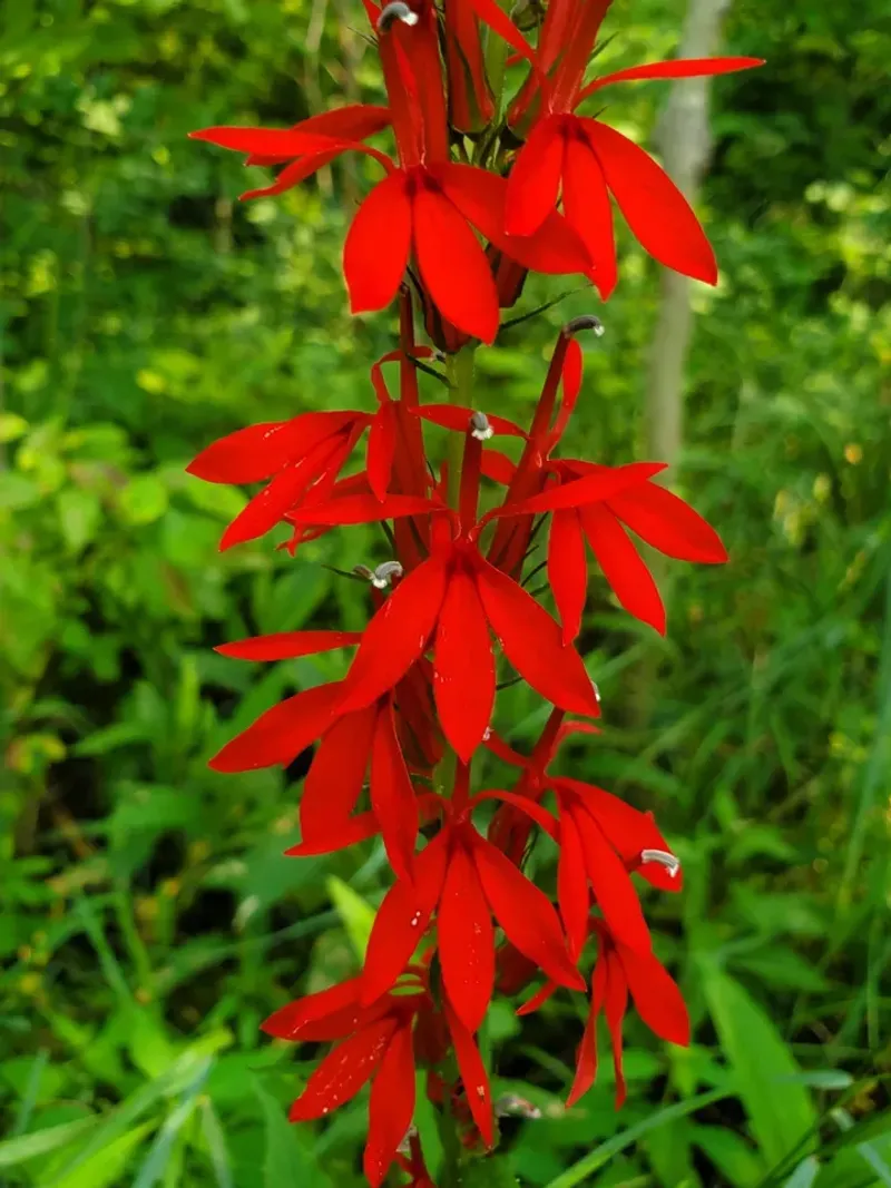 Use Cardinal Flower For Red Color In Damp Spots
