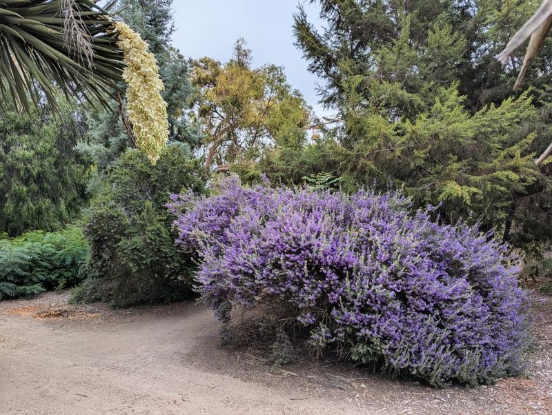 Add Texas Sage For Soft Color And Drought Tolerance