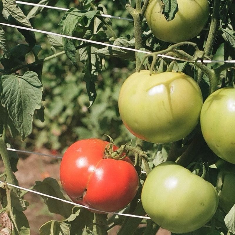 Pick Disease-Resistant Varieties