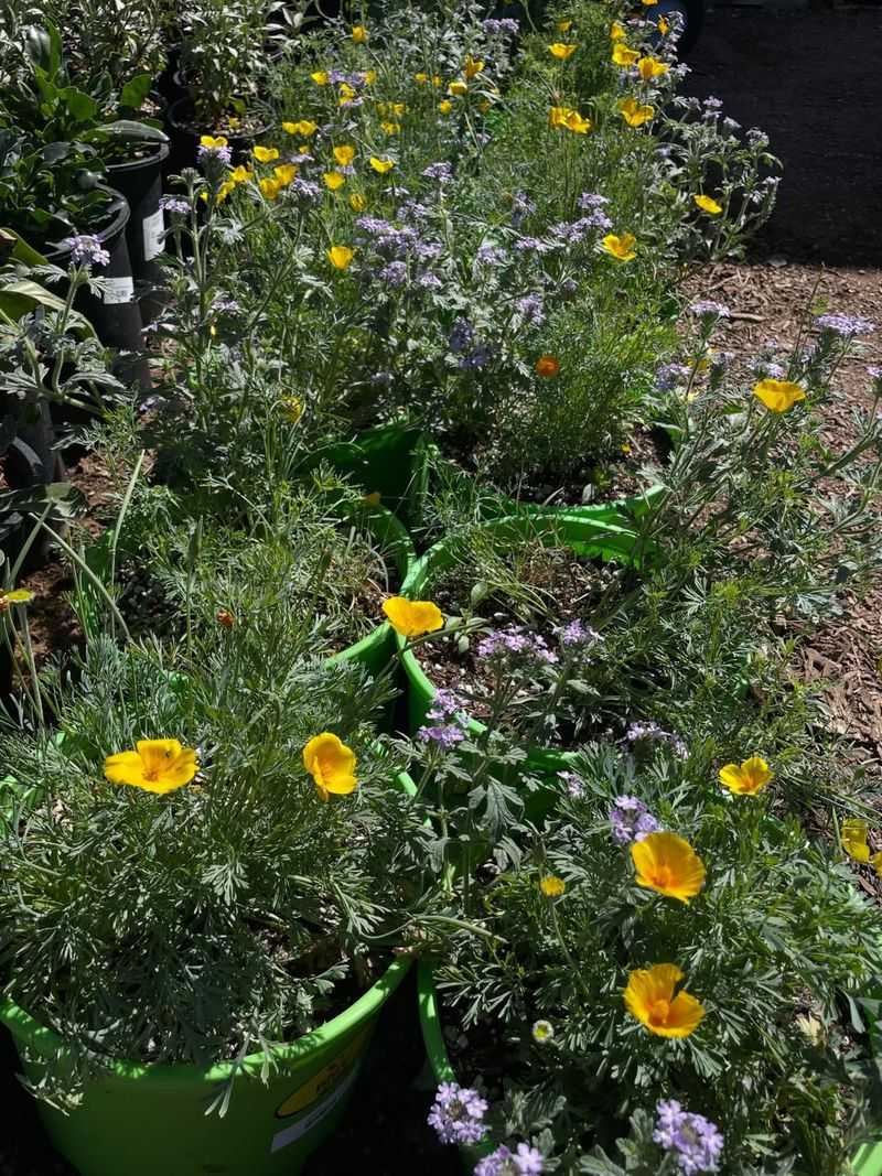 Mix Bloom Shapes To Attract More Pollinators