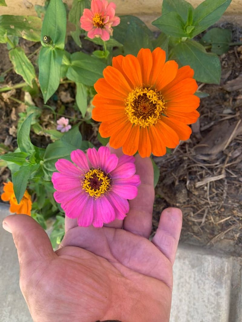 Use Well-Drained Soil