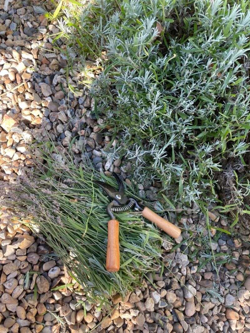 Prune Lightly And At The Right Time