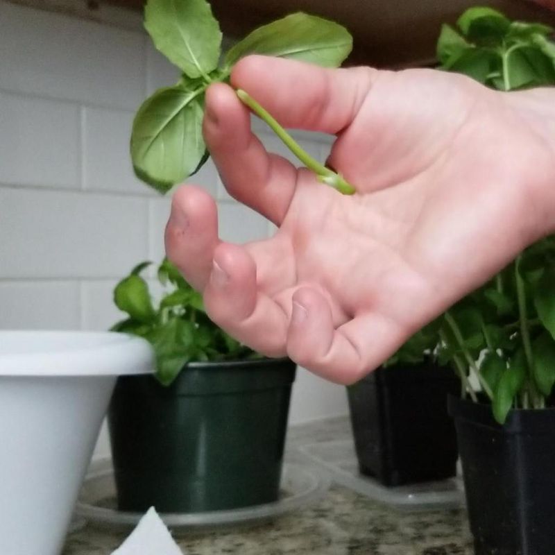 Take Cuttings Just Below A Leaf Node