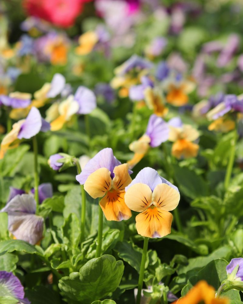 Add Early Bloomers For A Strong Spring Start