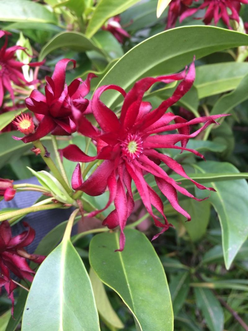 Try Florida Anise For Shade And Glossy Evergreen Foliage