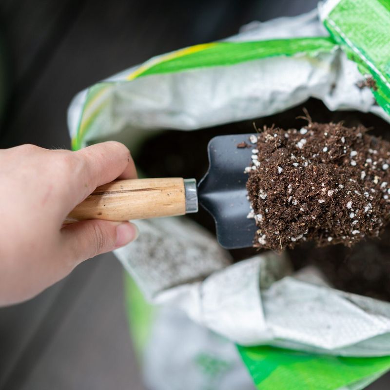 Use A Quality Potting Mix That Drains Well