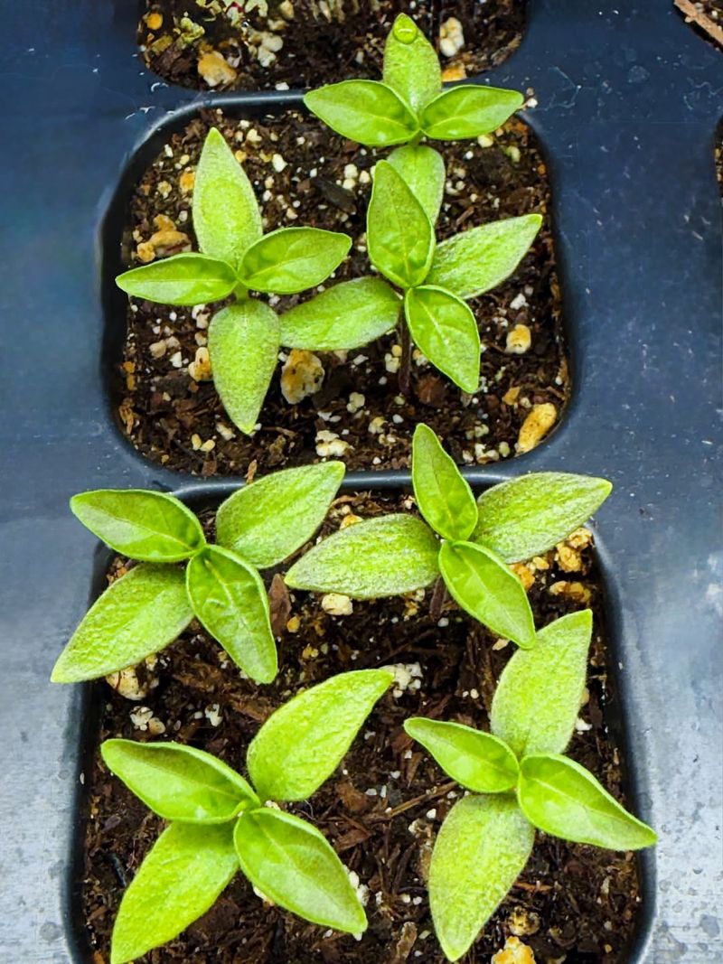 Water When Soil Dries