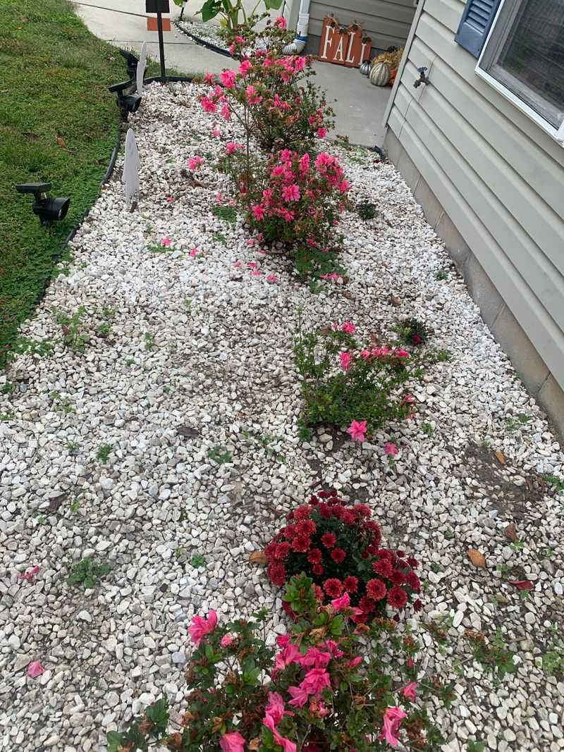 Plant In Acidic Soil