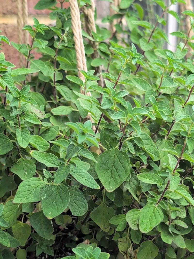 Establish Herbs That Thrive In Hot Weather