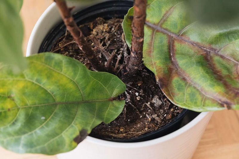 Skip Plants With Mushy Stems Or Weak Structure