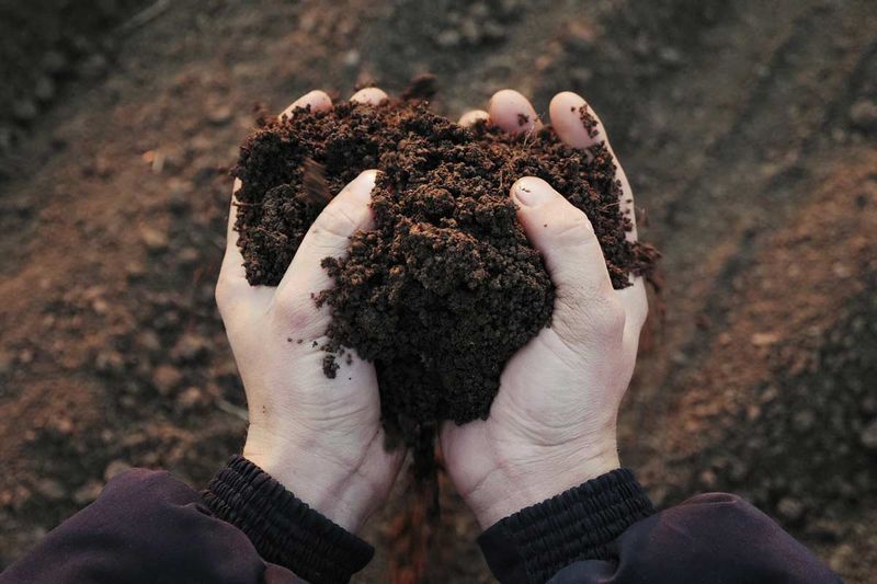 Improve Soil To Help Plants Handle Heat