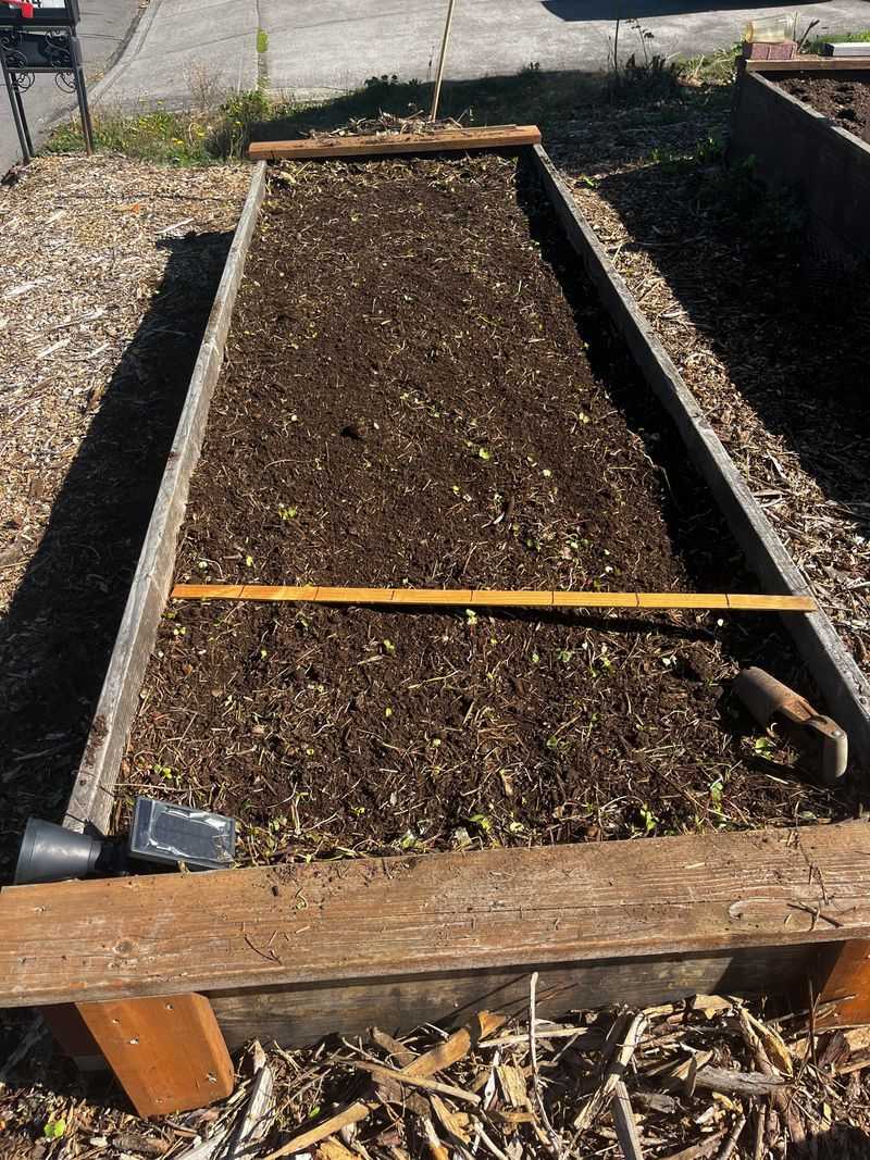 Use Loose, Well-Draining Soil To Prevent Rot Issues
