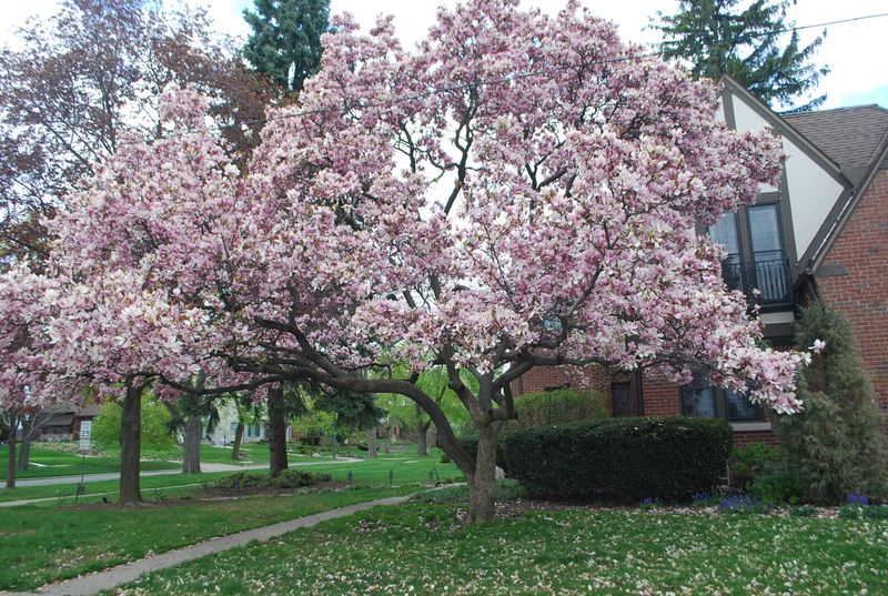 Save Saucer Magnolia For North Florida Color