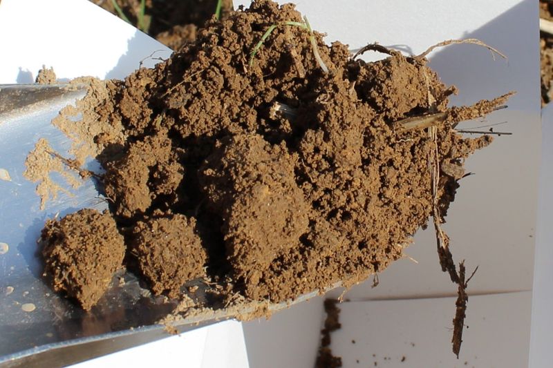 Use Acidic Soil With Proper pH Levels