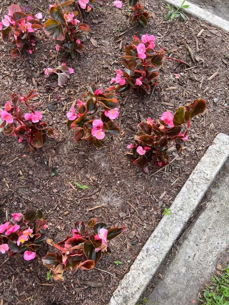 Plant After The Last Frost For Strong Early Growth
