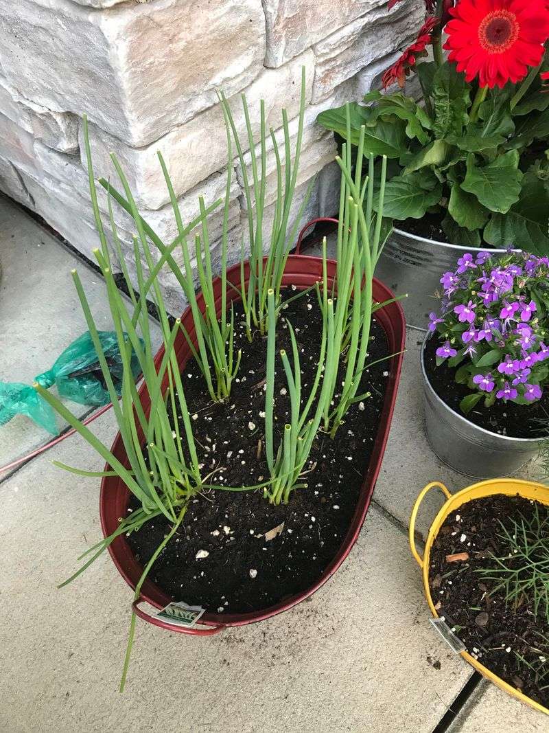 Use Deep Containers With Proper Drainage