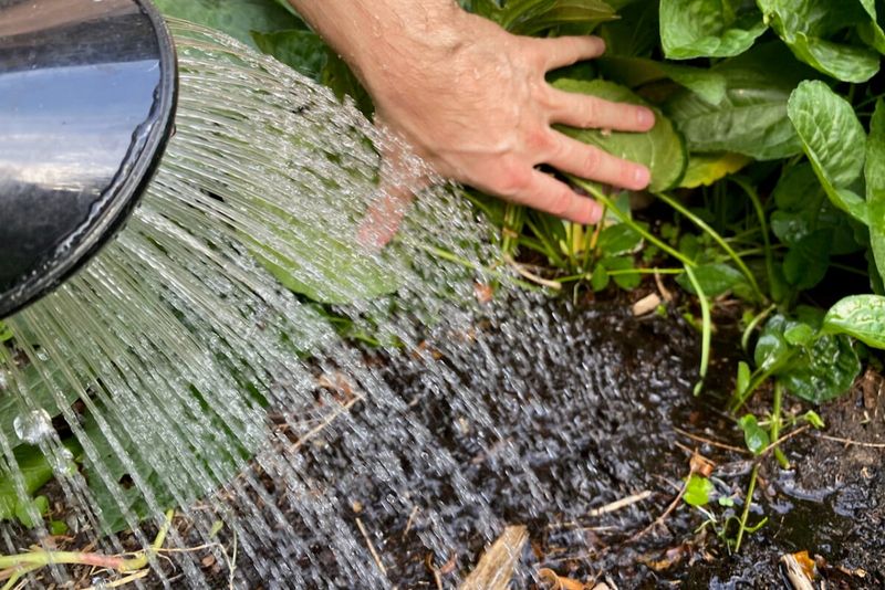 Water Plants Well Before Digging To Reduce Stress