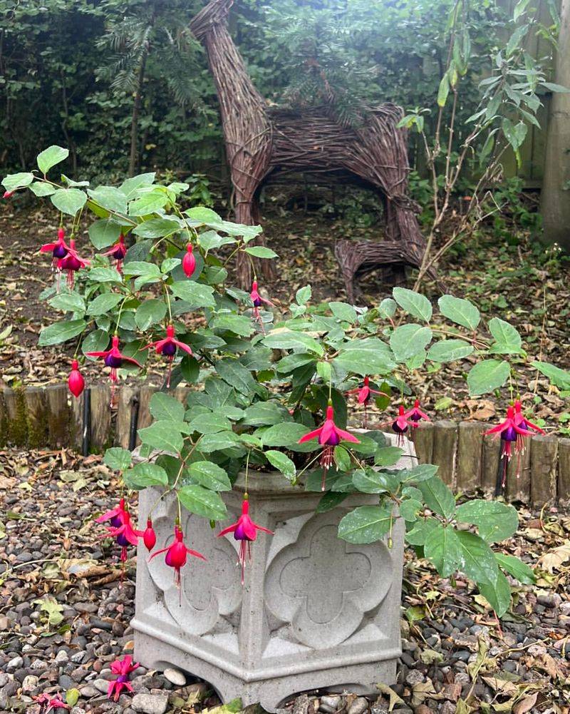 Plant In Partial To Full Shade Plant In Partial To Full Shade