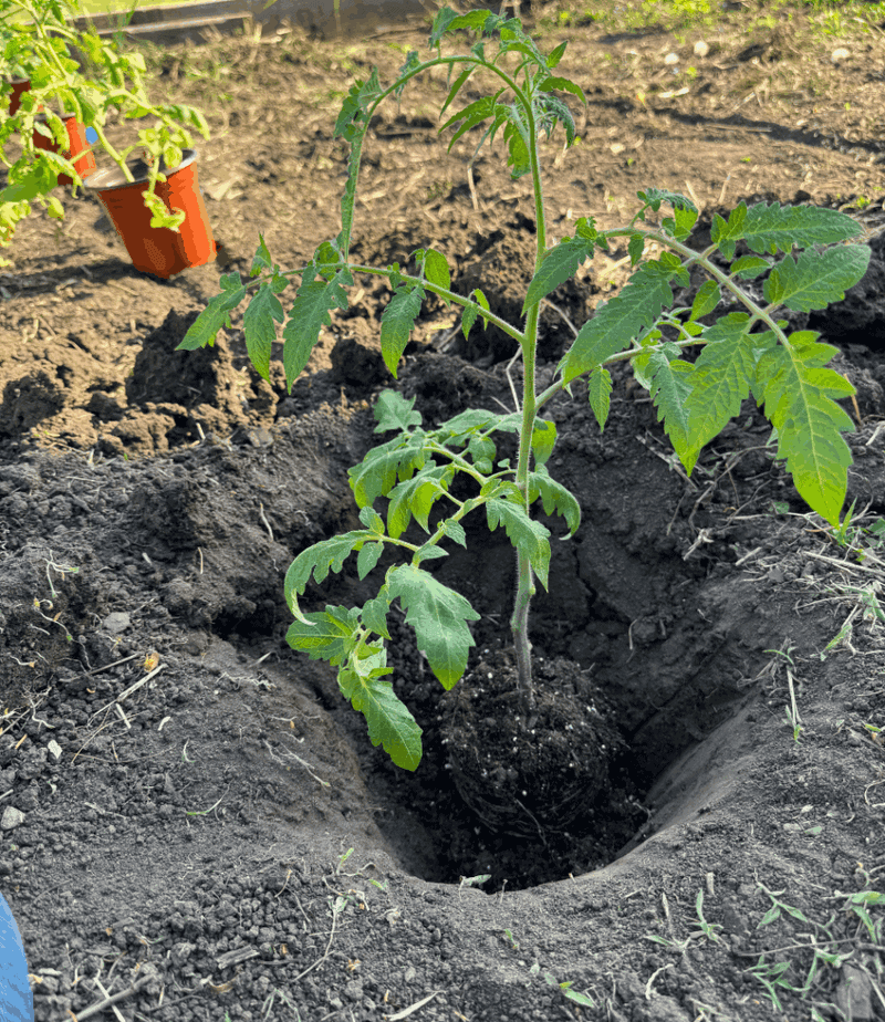 Plant Transplants Deep