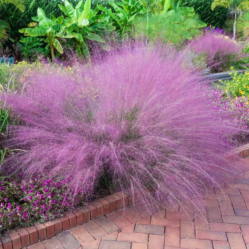 Use Pink Muhly Grass For Fall Color That Handles Florida Heat