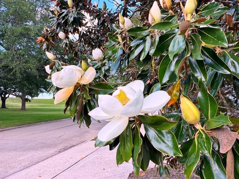Plant Shallow To Protect The Root Flare