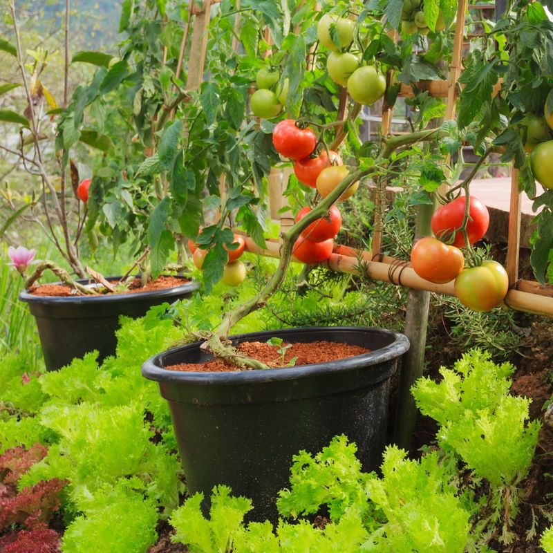 Use Large Containers To Support Strong Roots