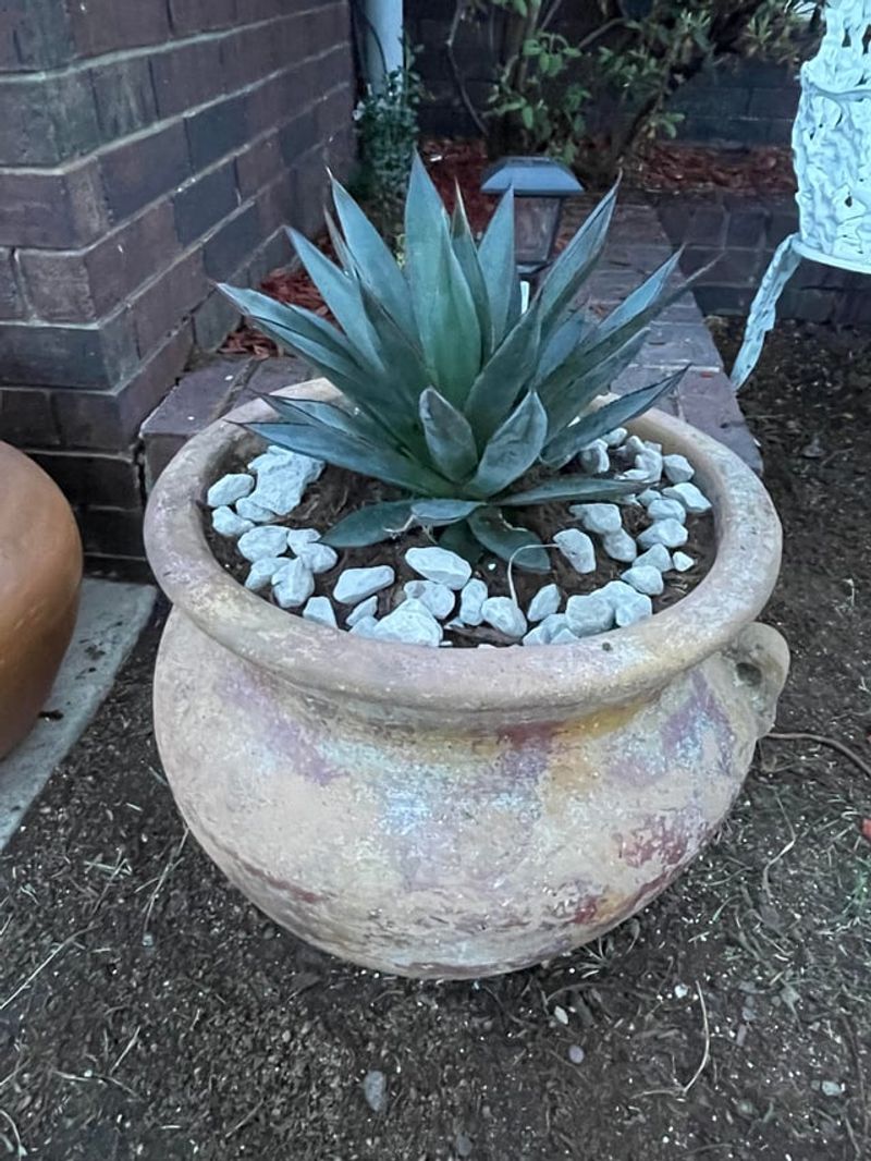 Add Agave For Sculptural Drama In Sunny Containers