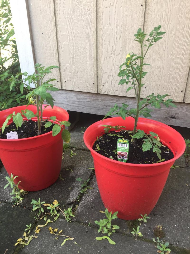 Selecting The Best Pot Size And Drainage Setup