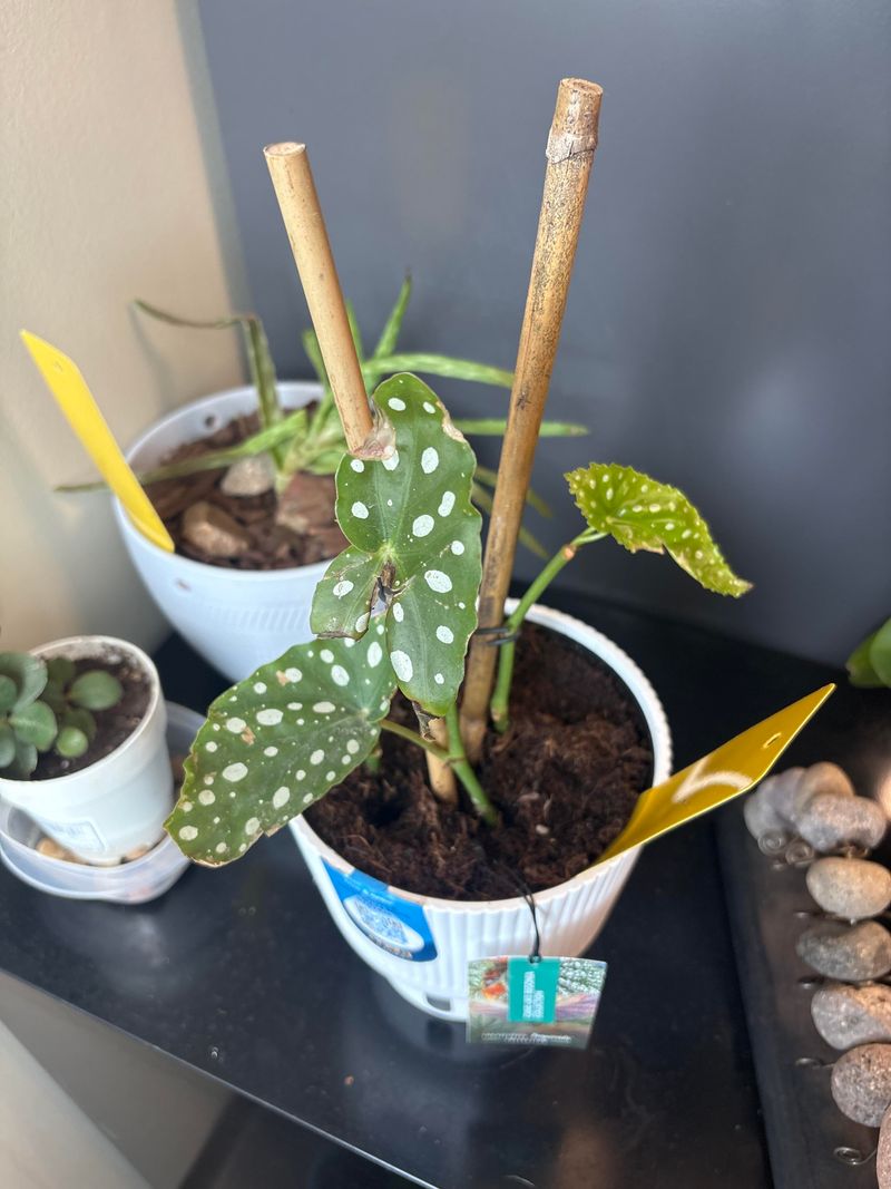 Understanding Watering Needs In Indoor Environments