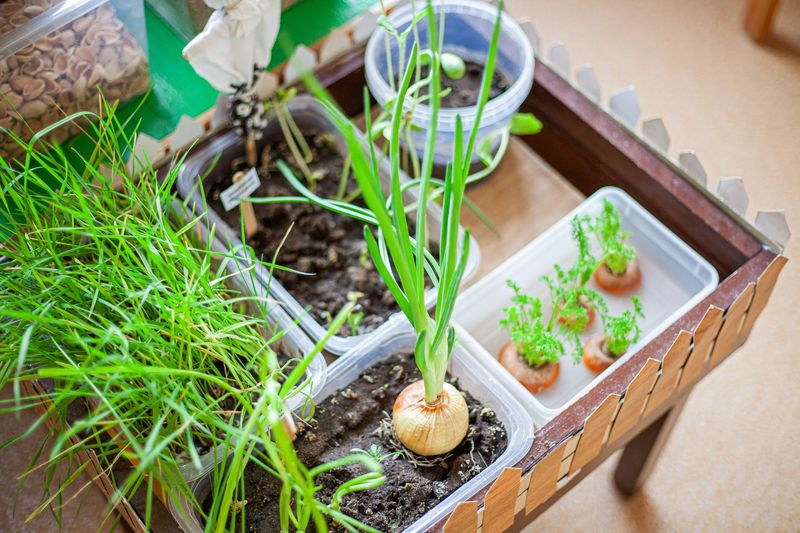 Picking Containers With Enough Depth For Bulb Development