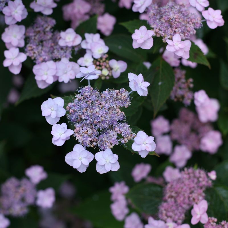 How To Water And Mulch For Strong Root Growth