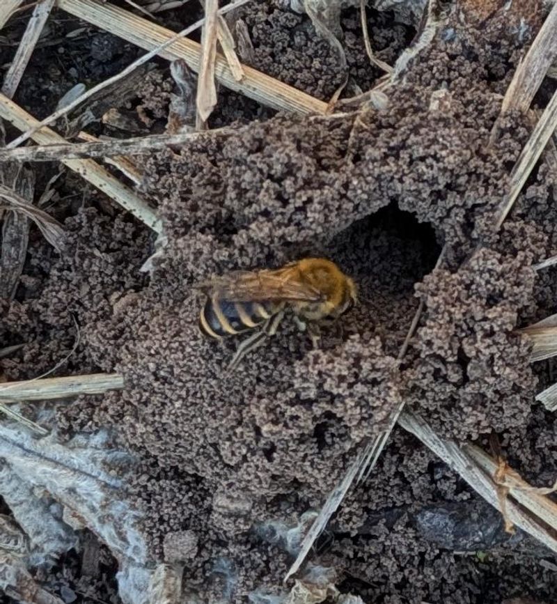 Covering Native Bee Habitat