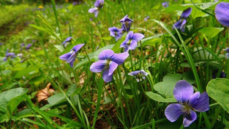 Common Blue Violet Bringing Delicate Pops Of Purple