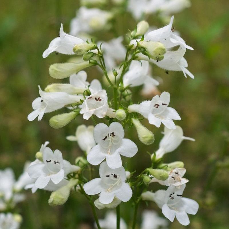 Foxglove Beardtongue Is Rarely On The Menu