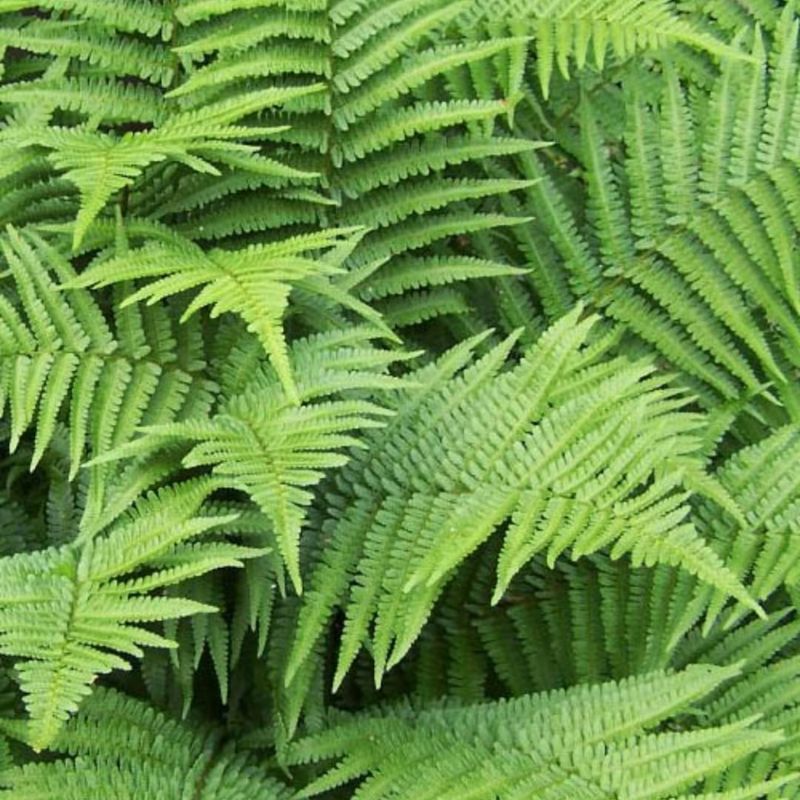Southern Shield Fern Forms Full Clumps After Being Divided