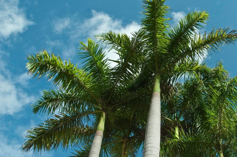 Royal Palms Benefit From Potassium And Magnesium