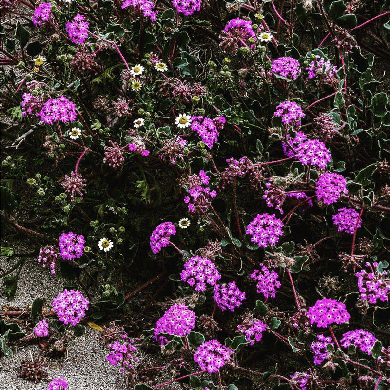 Verbena Establishes From Cuttings With Steady Moisture Levels