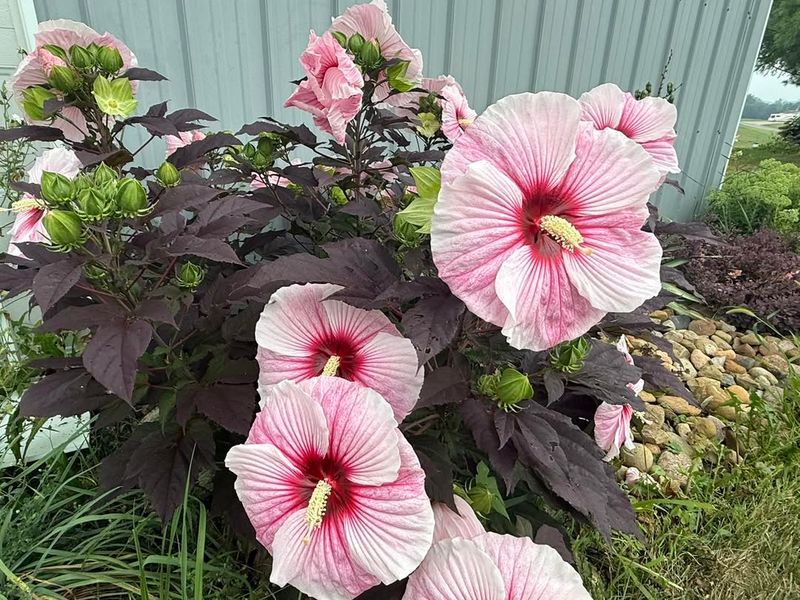 Hardy Hibiscus